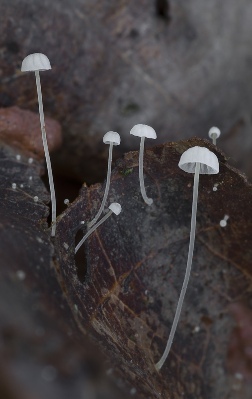 Mycena polyadelpha